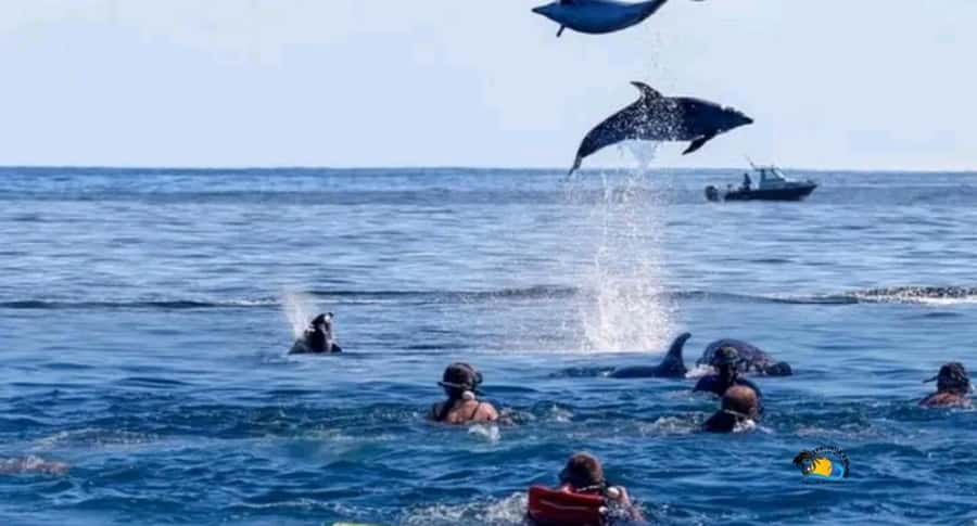 Zanzibar: Mnemba Dolphins Tour with Snorkeling and Sandbank - Wild dolphins near Nungwi