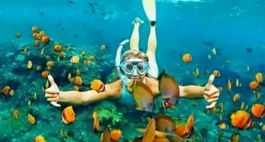 Zanzibar: Mnemba Dolphins Tour with Snorkeling and Sandbank - The 30-minute dhow ride
