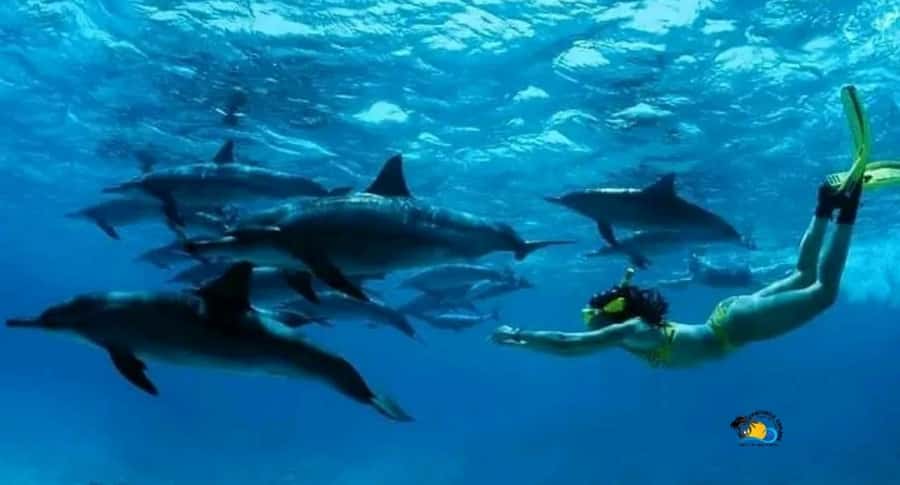 Zanzibar: Mnemba Dolphins Tour with Snorkeling and Sandbank - The sandbank and the tide