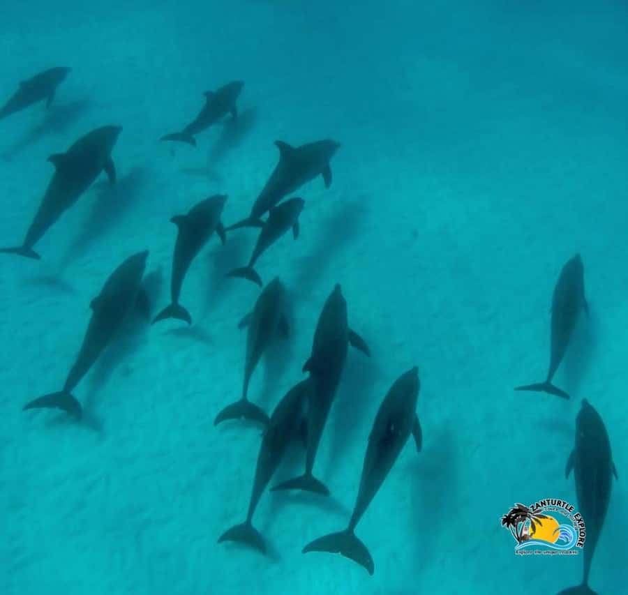 Zanzibar: Mnemba Dolphins Tour with Snorkeling and Sandbank - Should you book the Mnemba dolphin tour?