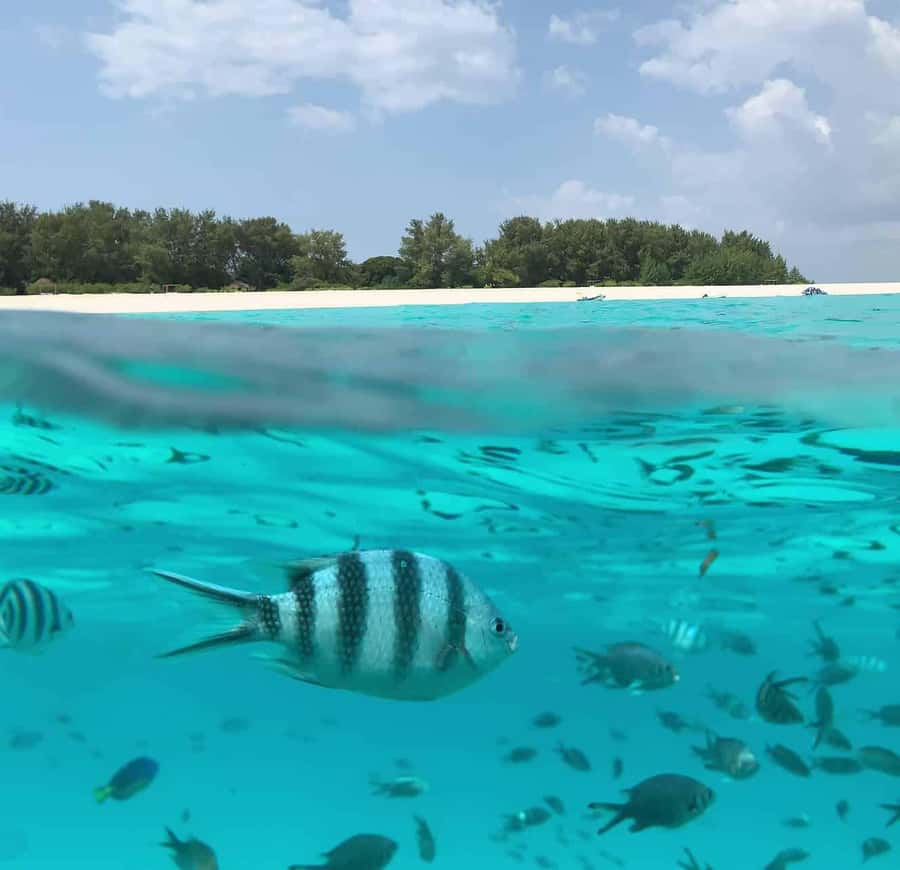 Zanzibar: Mnemba Island Dolphin and Snorkeling Tour - Searching for Dolphins Near Mnemba