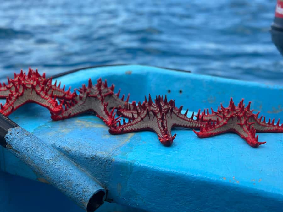 Zanzibar: Mnemba Island&Dolphin Swim With Optional Lunch - The sandbanks, fruit, and the Mnemba name