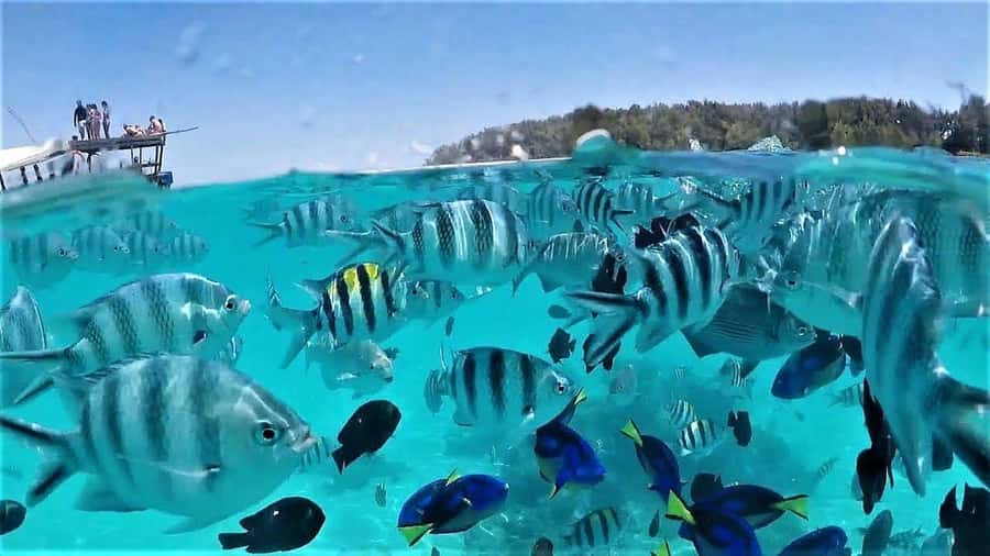 Zanzibar: Mnemba Island&Dolphin Swim With Optional Lunch - Should you book it?