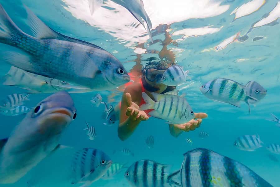 Zanzibar: Mnemba Island Snorkeling and Dolphin Tour - Key points to know before you book