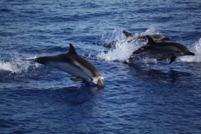 Mnemba Island Snorkeling and Dolphin Tour