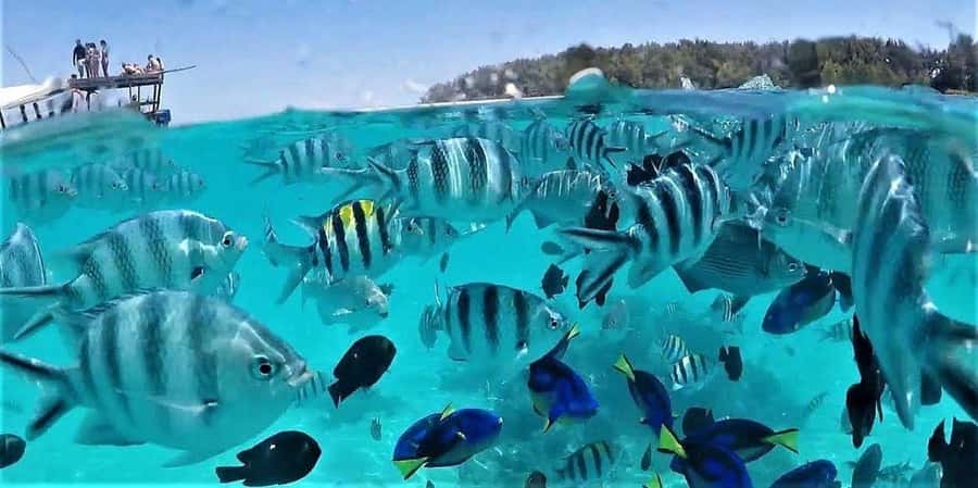 Zanzibar: Mnemba Island Snorkeling & Dolphin - Leaving Nungwi for Mnemba Island