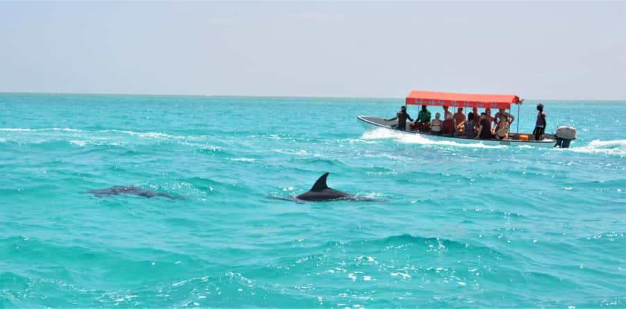 Zanzibar: Mnemba Island Snorkeling & Dolphin - Watching dolphins with care