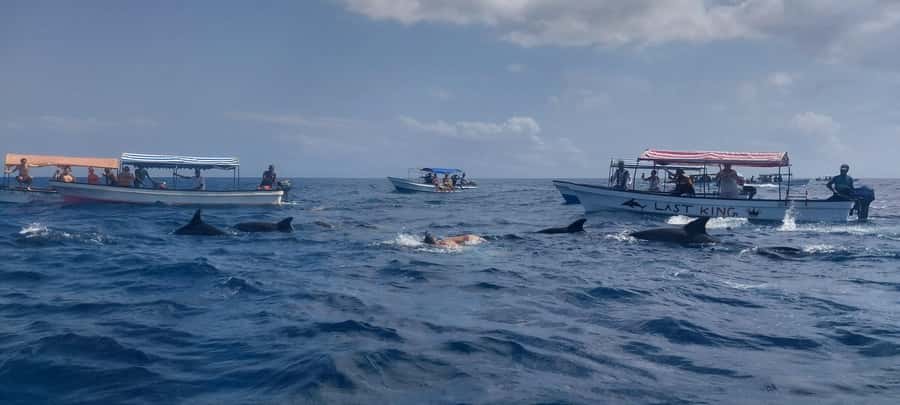Zanzibar: Mnemba Island Snorkeling & Dolphin - What the guides and transfers add