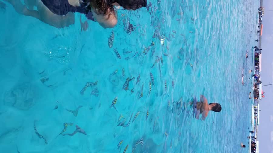 Zanzibar: Mnemba Island Snorkeling & Dolphin - Should you book this tour?