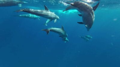 Pungume island-dolphin watching – BBQ Lunch