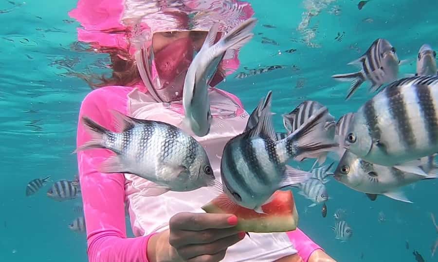 Zanzibar : Swim with dolphin + Snorkel mnemba coral Reef - Key points at a glance