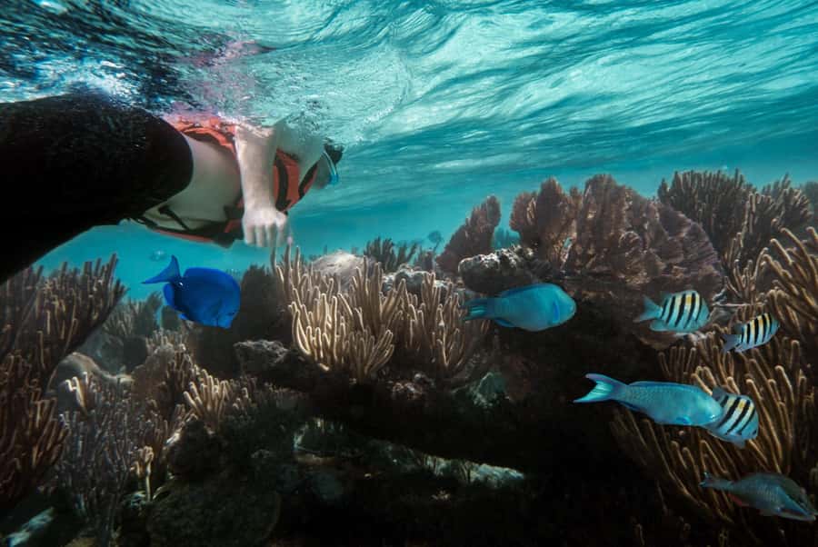 Zanzibar : Swim with dolphin + Snorkel mnemba coral Reef - The 8:15 am boat ride from Nungwi