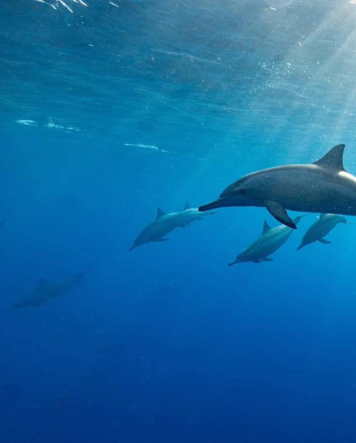 Zanzibar Swimming with Dolphins and snorkeling - FAQ