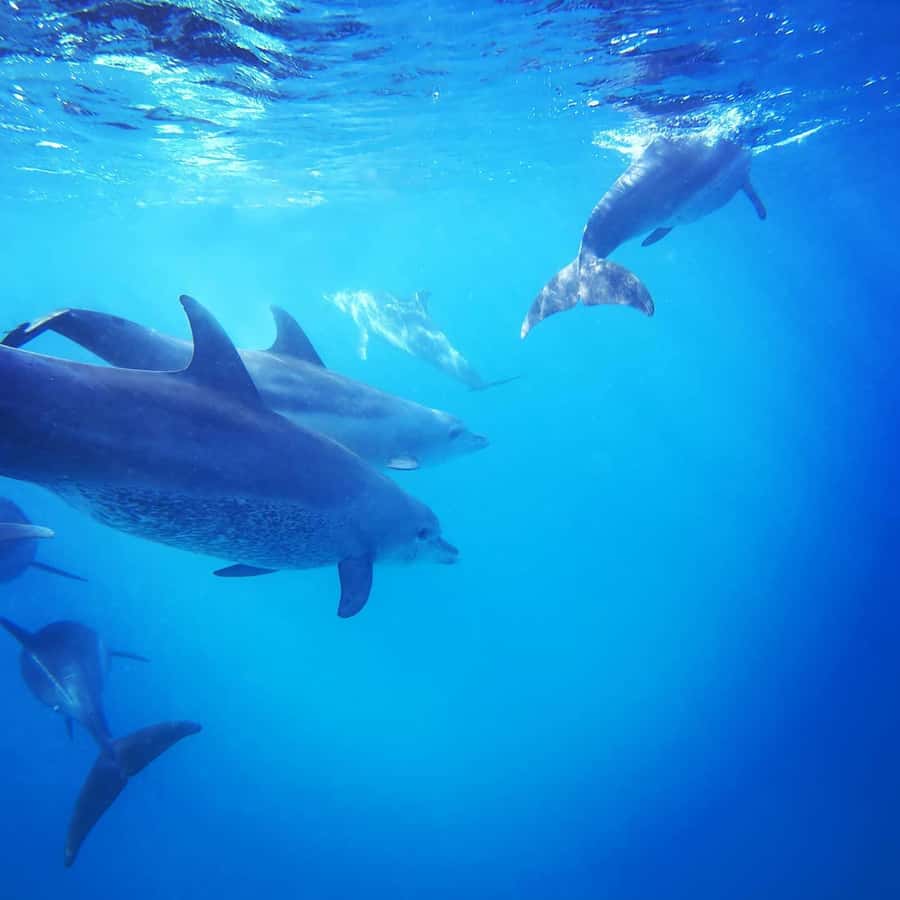 Zanzibar Swimming with Dolphins and snorkeling - A short snorkeling stop over coral