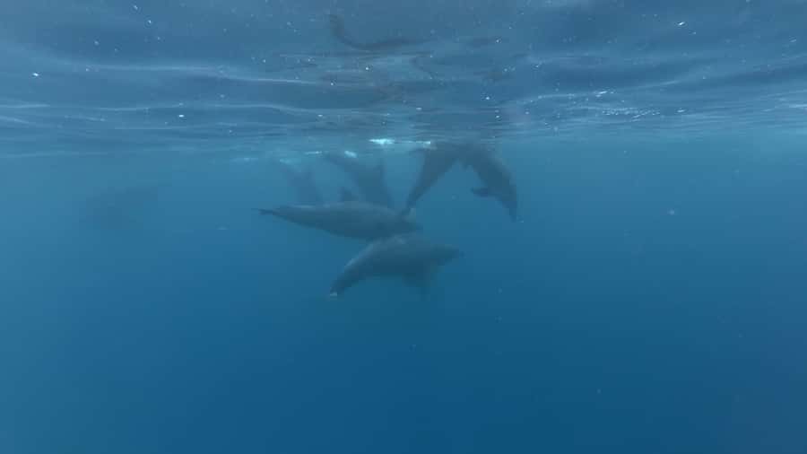 Zanzibar: Swimming with Dolphins and Snorkeling Private Tour - Key points to know before you book