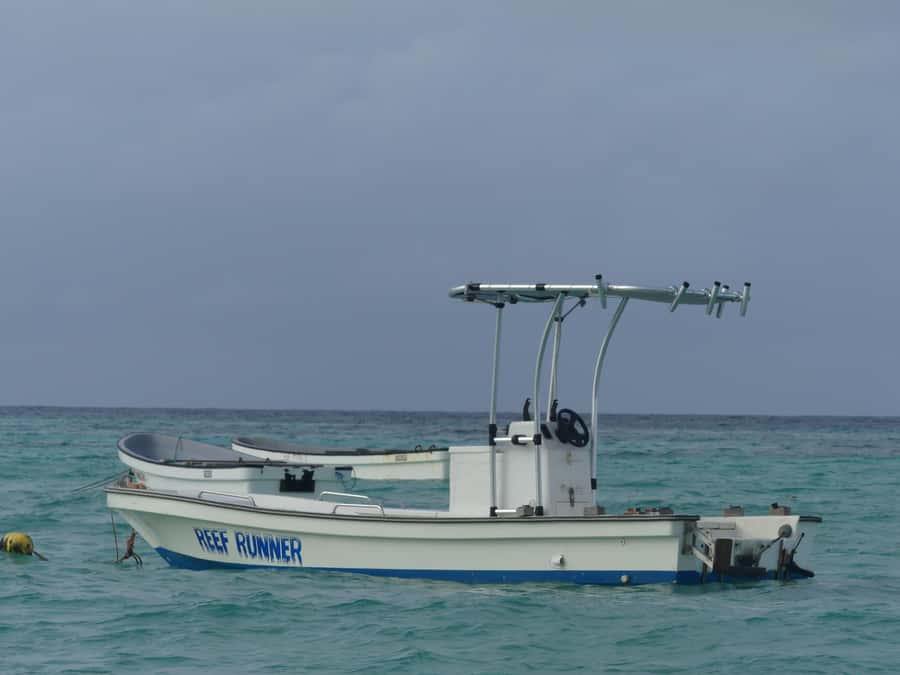 Zanzibar: Swimming with Dolphins and Snorkeling Private Tour - Setting out from Matemwe or Kizimkazi