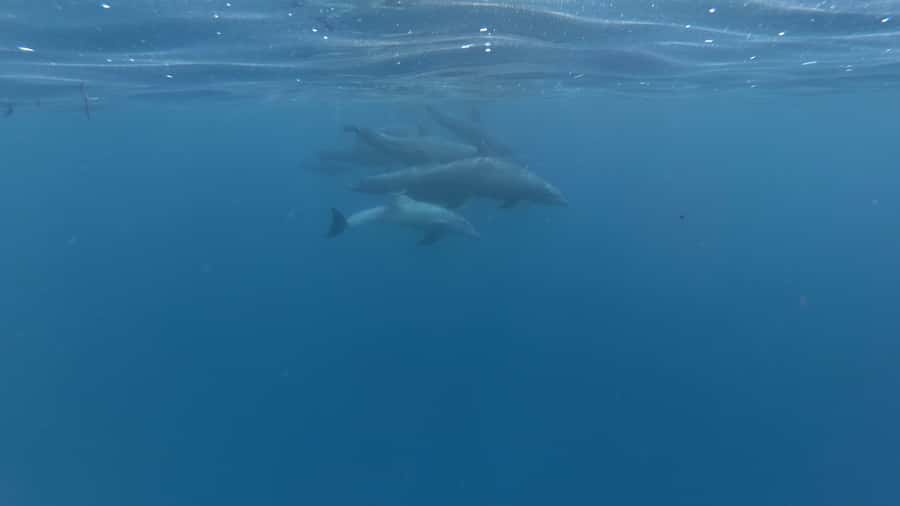 Zanzibar: Swimming with Dolphins and Snorkeling Private Tour - The crowding problem around wild animals