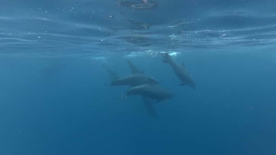 Zanzibar: Swimming with Dolphins and Snorkeling Private Tour - What private really means here