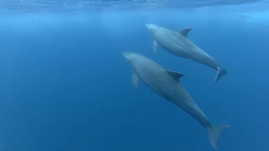 Zanzibar: Swimming with Dolphins and Snorkeling Private Tour - Searching the open sea for dolphins
